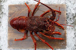 crayfish-top-fish-tasmania-hm