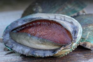 farmed-abalone-hm