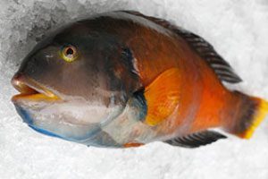 fresh-wrasse-top-fish-hm