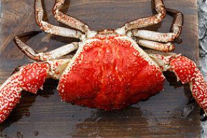 king-crab-top-fish-tasmania-hm